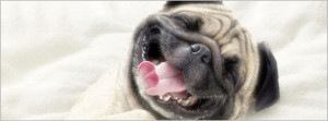 Sweet Laughing Dog Funny Facebook Cover
