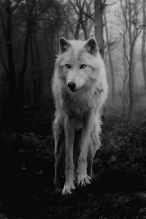 wolf | Tumblr