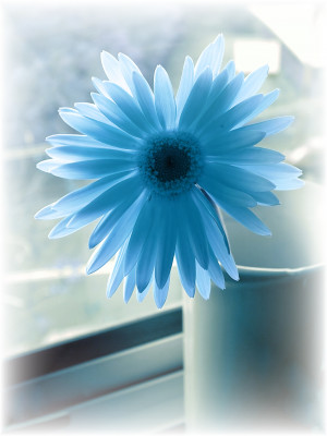 Blue Flower - stock photo by xymonau
