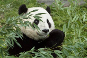 Pandas' bamboo food may be lost to climate change