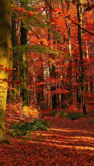 autumn_wood_leaves_trees_red_