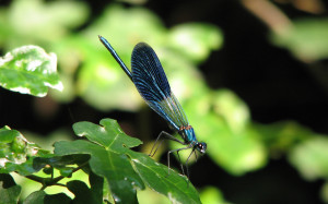 Blue dragonfly background