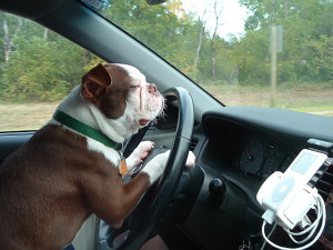 funny dogs, funny dog pictures, dog driving car, dog pictures, awesome ...