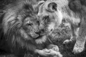 Lion And Lioness Love African Lions in Love by Ellie