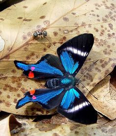 The Periander Metalmark (Rhetus periander) butterfly Native to Central ...