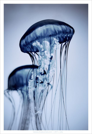 ... Jellyfish, Blue Jellyfish, Sea Theme, Jellyfish Co, Jelly Fish, Animal