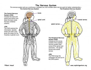 ... Nervous System, Science Stuff, Body System, System Diagram, Grade