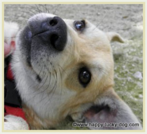 funny dog quotes new dog jpg