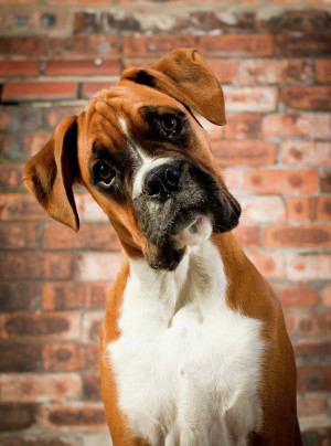Boxer Puppy....I love when they tilt their head like this! Favorite ...