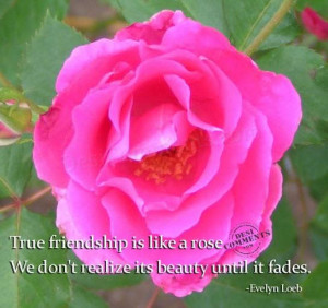 True friendship is like a rose,We Don’t Realize Its Beauty Until It ...