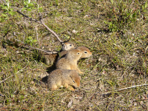 Baby Ground Squirrels by USFWS