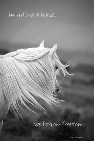 Inspirational quote quotation, horse photo, 