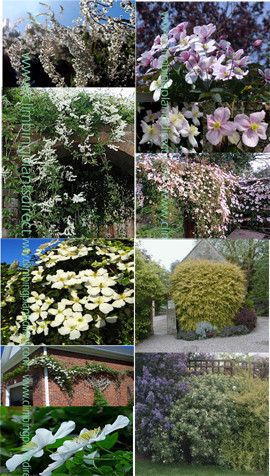 FAST+GROWING+COLLECTION+OF+CLIMBING+PLANTS+PLUS+A+FREE+EVERGREEN ...