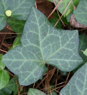 English Ivy – Dermatitis | Walter Reeves: The Georgia Gardener
