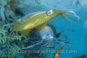 Coral Reef Squid Courting bigfin reef squid