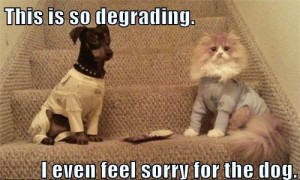 Funny Cat And Dog - I Even Feel Sorry For The Dog
