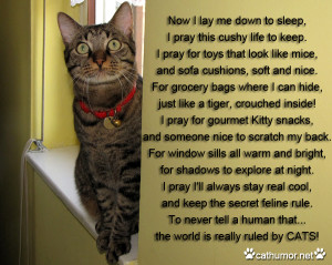 Cat Prayer Cat humor