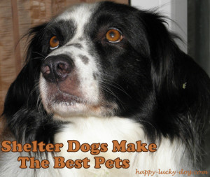 Best dog quotes, my girl