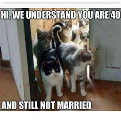 ... not married funny quotes quote cats single lol funny quotes humor meme