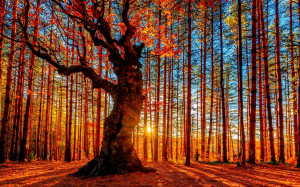 아름다운 가을 일몰 숲, 나무, 붉은 단풍 배경 화면 ...