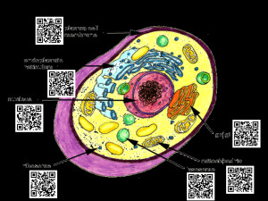 Biology – Cell – QR Codes for Education