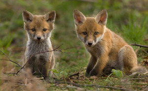 Fox Pup Animal Photography