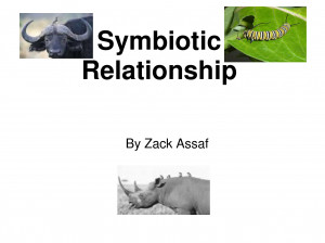 Symbiotic Relationships Examples
