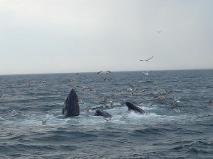 Whale Watching at Cape Cod, Hyannis, United States travel blog