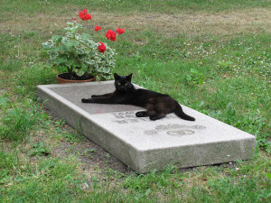 The Grieving Cat Grave
