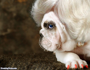Bulldog with Blond Hair and Painted Nails