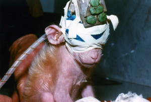 14. Monkeys are starved and restrained in order to force them to ...