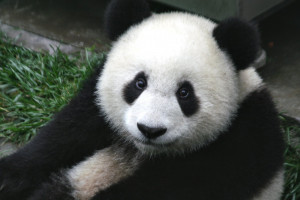 Giant Panda Cub Sichuan China wallpaper