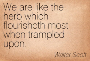 ... Flourisheth Most When Trampled Upon. - Walter Scott ~ Adversity Quotes