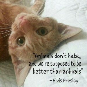 Animals don’t hate