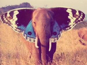 elephant butterfly ears photoshop animal hybrid beautiful inspiration ...