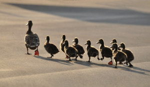 Ducks Following Their Mother - Photo courtesy of ©iStockphoto.com ...