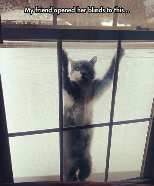 Hey, it’s cold outside, do you need a cat?
