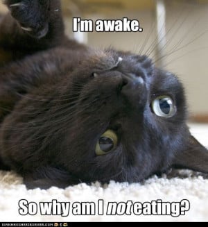 funny cat pictures - Lolcats: I'm awake....