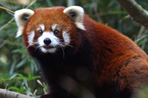 Description Red Panda - Nashville Zoo.jpg
