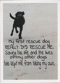 rescue dogs more rescue dogs adoption a dogs quote post secret pets ...