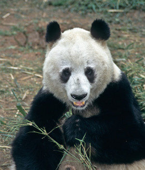 Famous Panda Bear