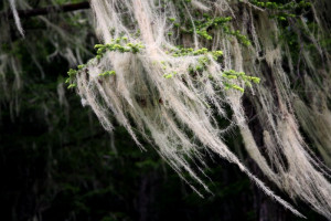 Viewing Life From Safety