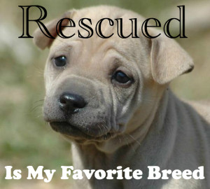 15. “Rescued is my favorite breed.”