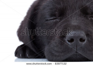 stock-photo-cute-little-black-labrador-retriever-sleeping-on-a-white ...