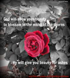 ... in the midst of your thorns...He will give you beauty for ashes More
