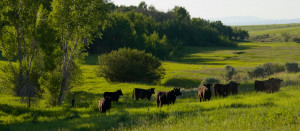 Beef Cattle Ranch