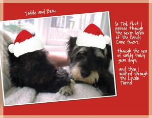 Terriers Teddie and Beau are on a Christmas card with quotes from Elf.