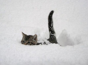 kitten-in-the-snow
