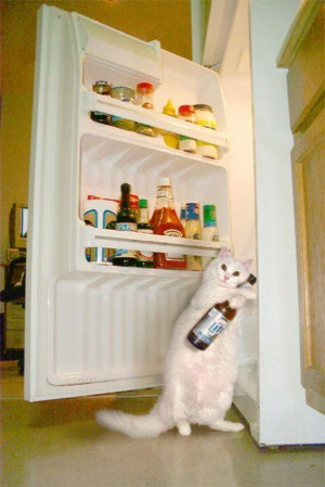 admin Pictures 7 beer , cats , fridges