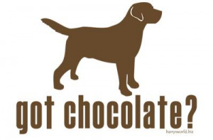 If you're the proud owner of a Chocolate Labrador Retriever, you know ...